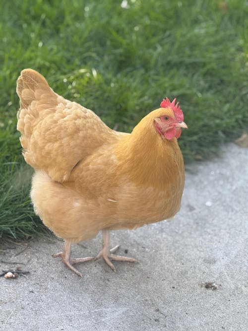 Herb Supplement For Backyard Chickens