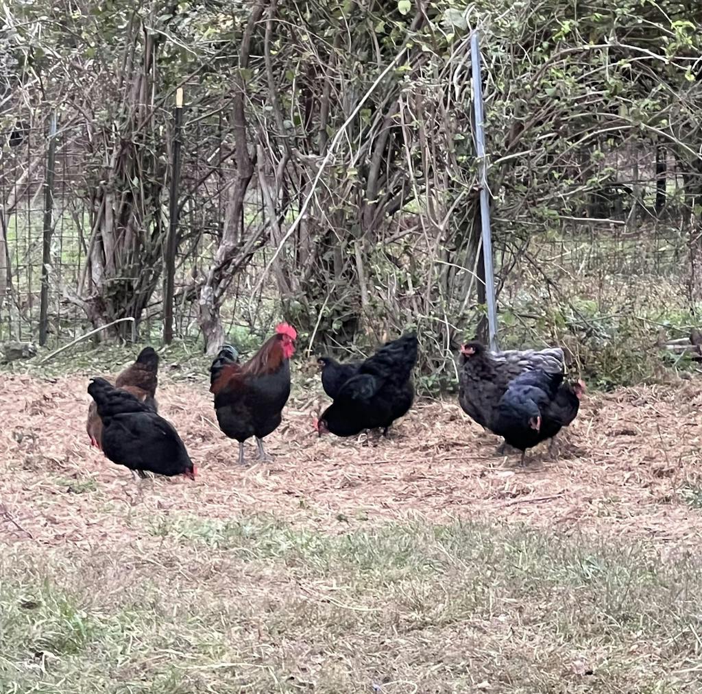 Herb Supplement For Backyard Chickens