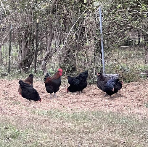 Herb Supplement For Backyard Chickens