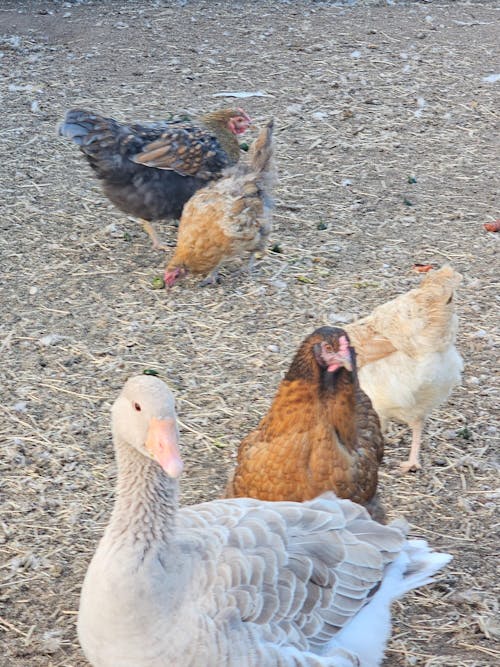 Herb Supplement For Backyard Chickens