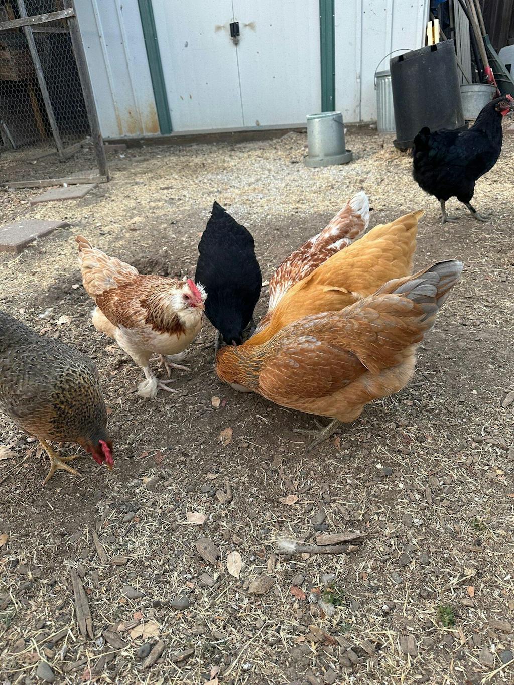 Herb Supplement For Backyard Chickens