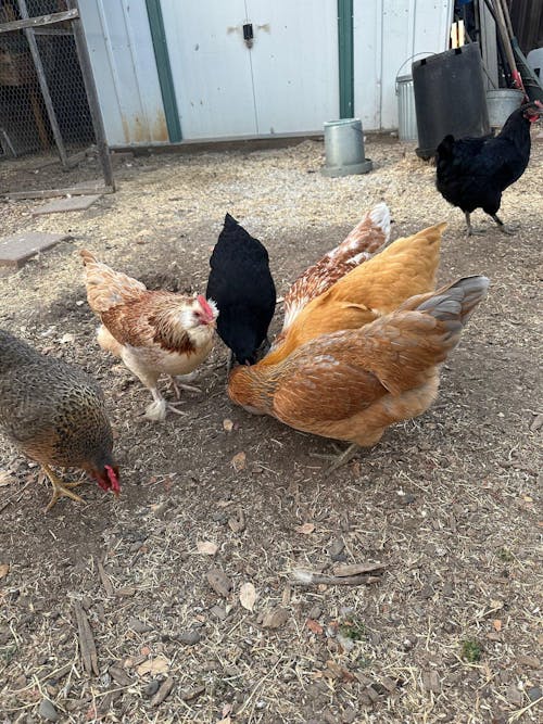 Herb Supplement For Backyard Chickens