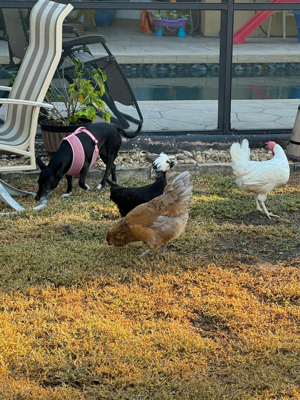 GrubFuel - Black Soldier Fly Larvae for chickens