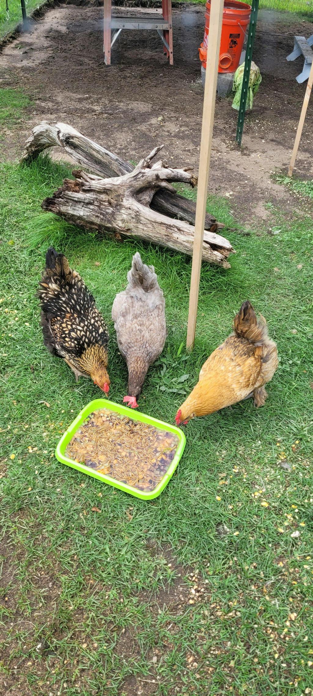Herb Supplement For Backyard Chickens