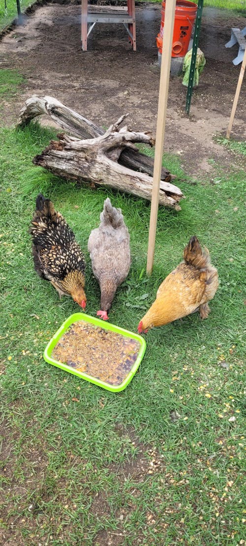 Herb Supplement For Backyard Chickens