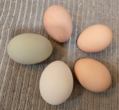 Herb Supplement For Backyard Chickens