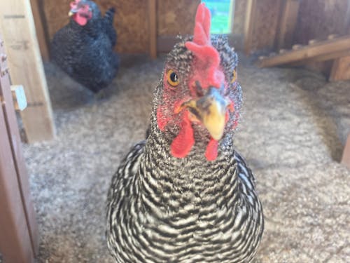 Herb Supplement For Backyard Chickens