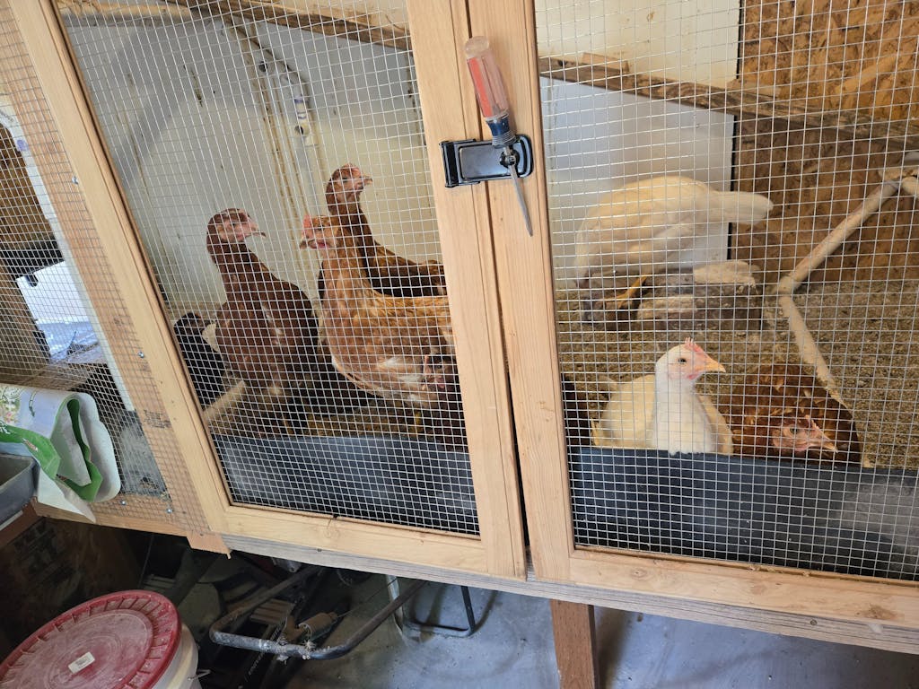 Herb Supplement For Backyard Chickens