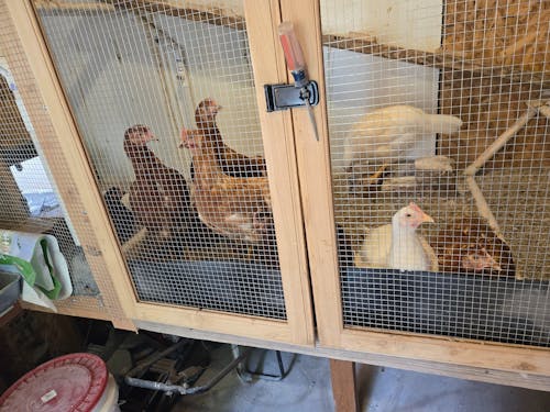 Herb Supplement For Backyard Chickens