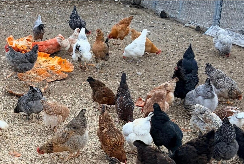 Herb Supplement For Backyard Chickens