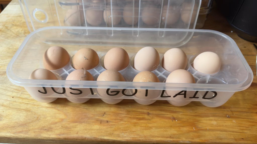 Herb Supplement For Backyard Chickens