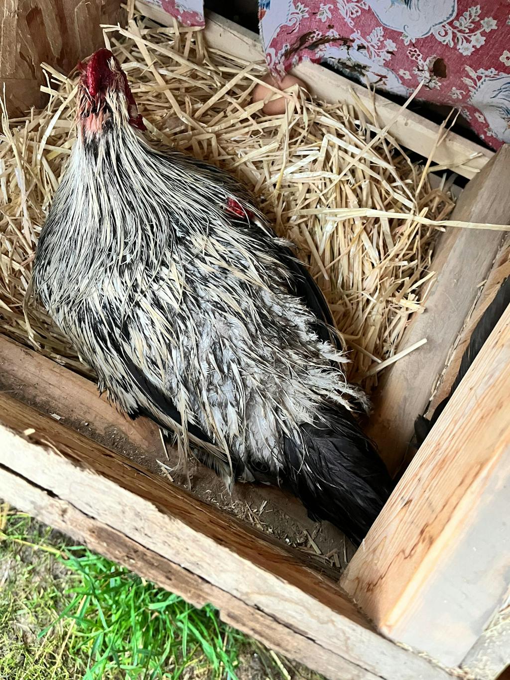 Herb Supplement For Backyard Chickens