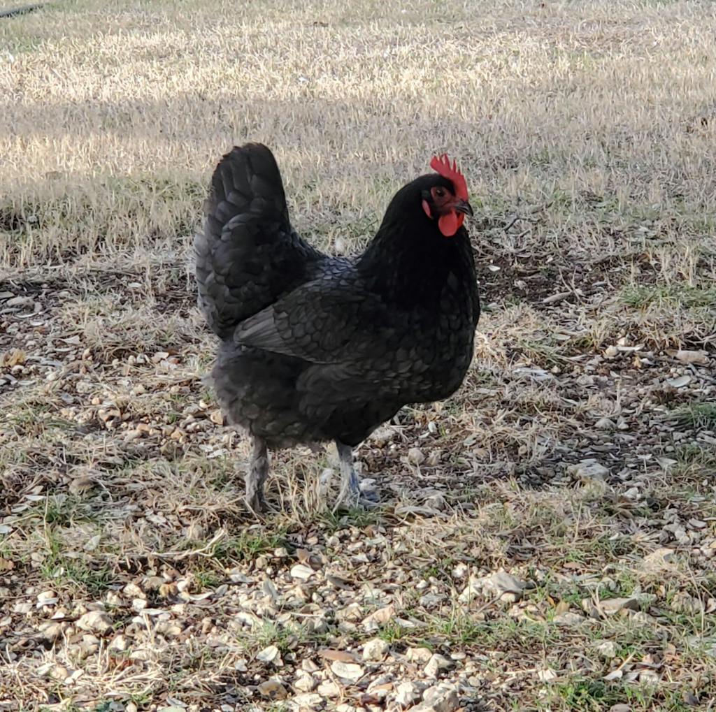 Herb Supplement For Backyard Chickens