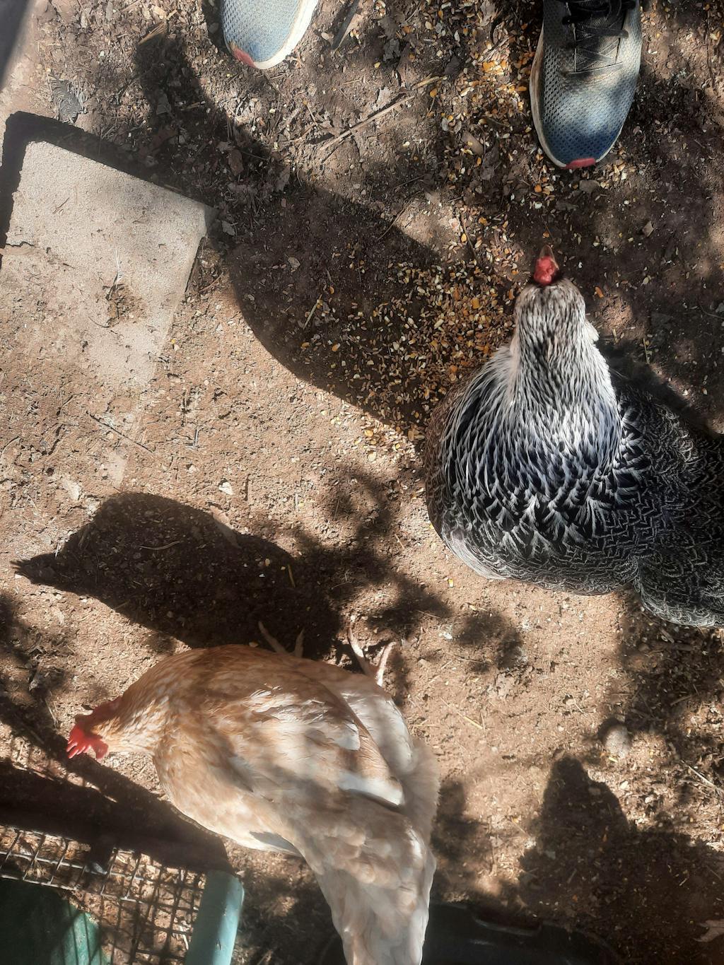 Herb Supplement For Backyard Chickens