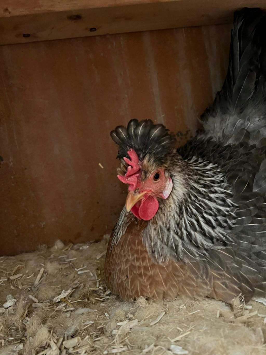 Herb Supplement For Backyard Chickens