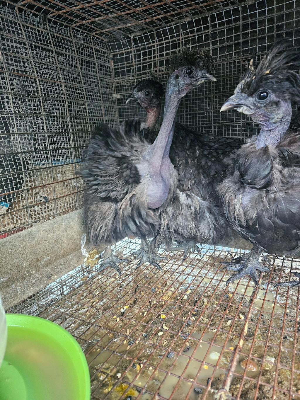 GrubFuel - Black Soldier Fly Larvae for chickens