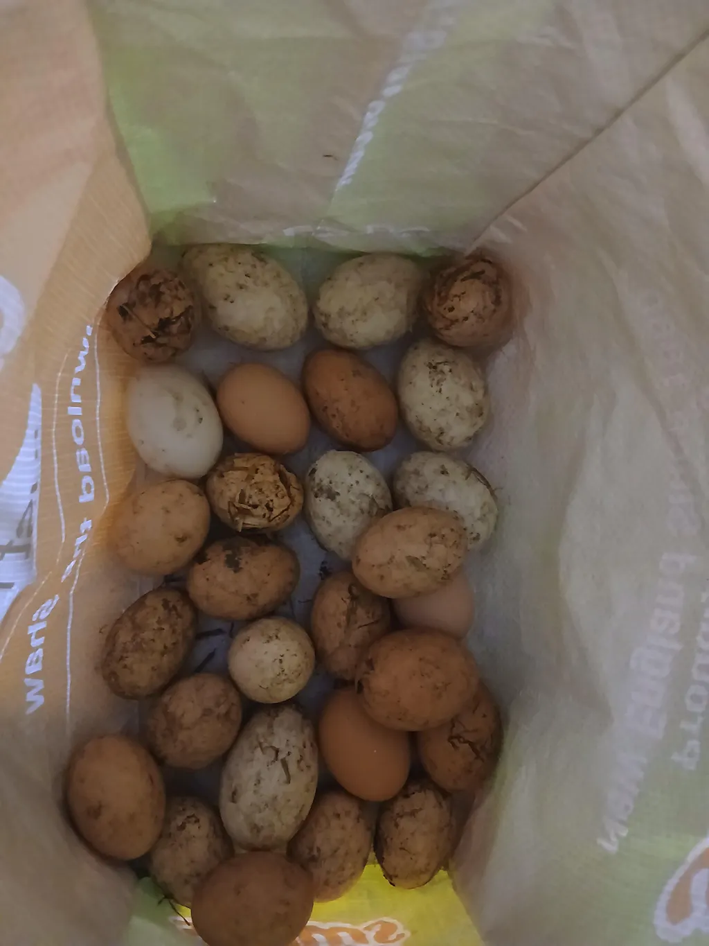 Herb Supplement For Backyard Chickens