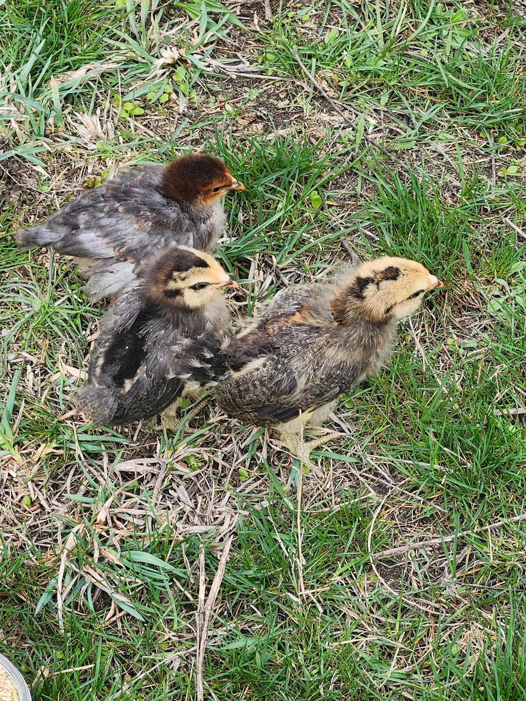 Herb Supplement For Backyard Chickens