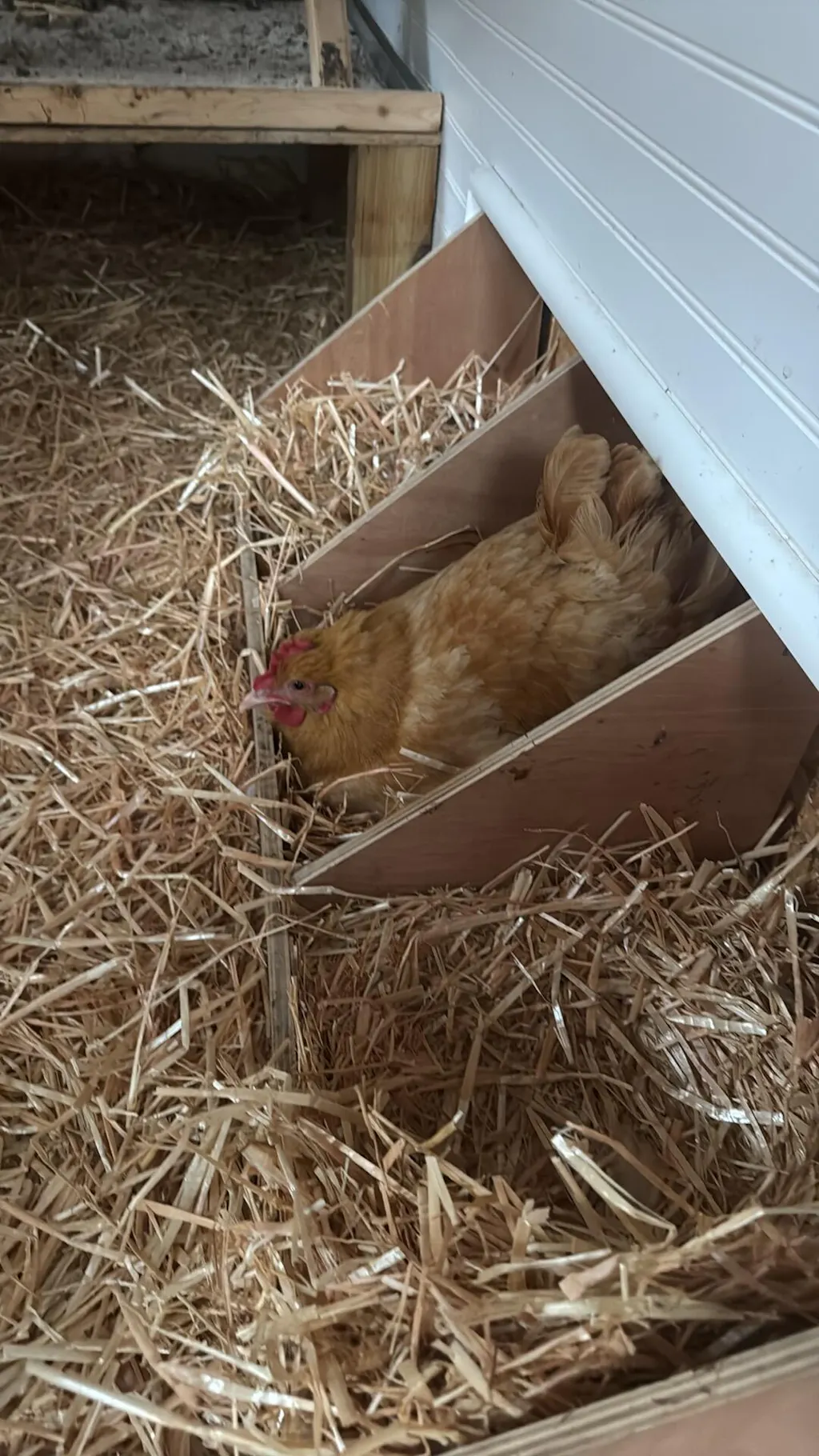 Herb Supplement For Backyard Chickens