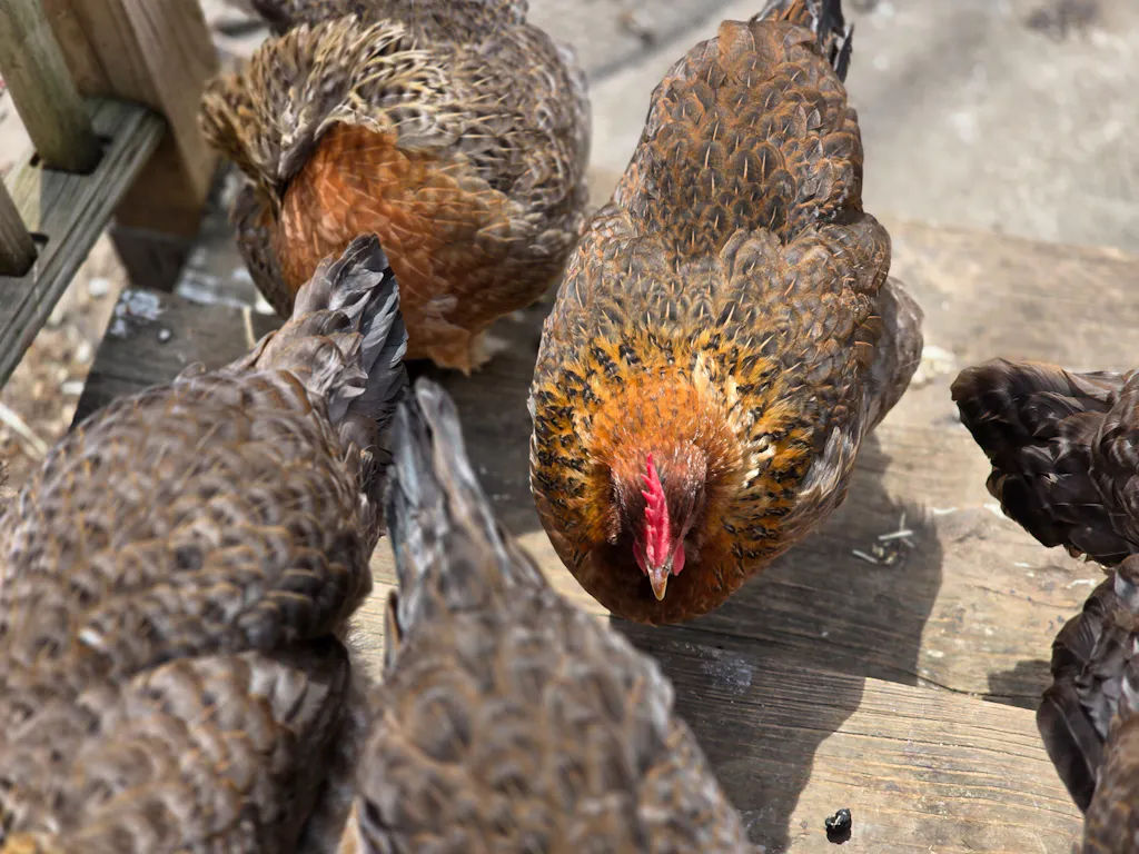 Herb Supplement For Backyard Chickens