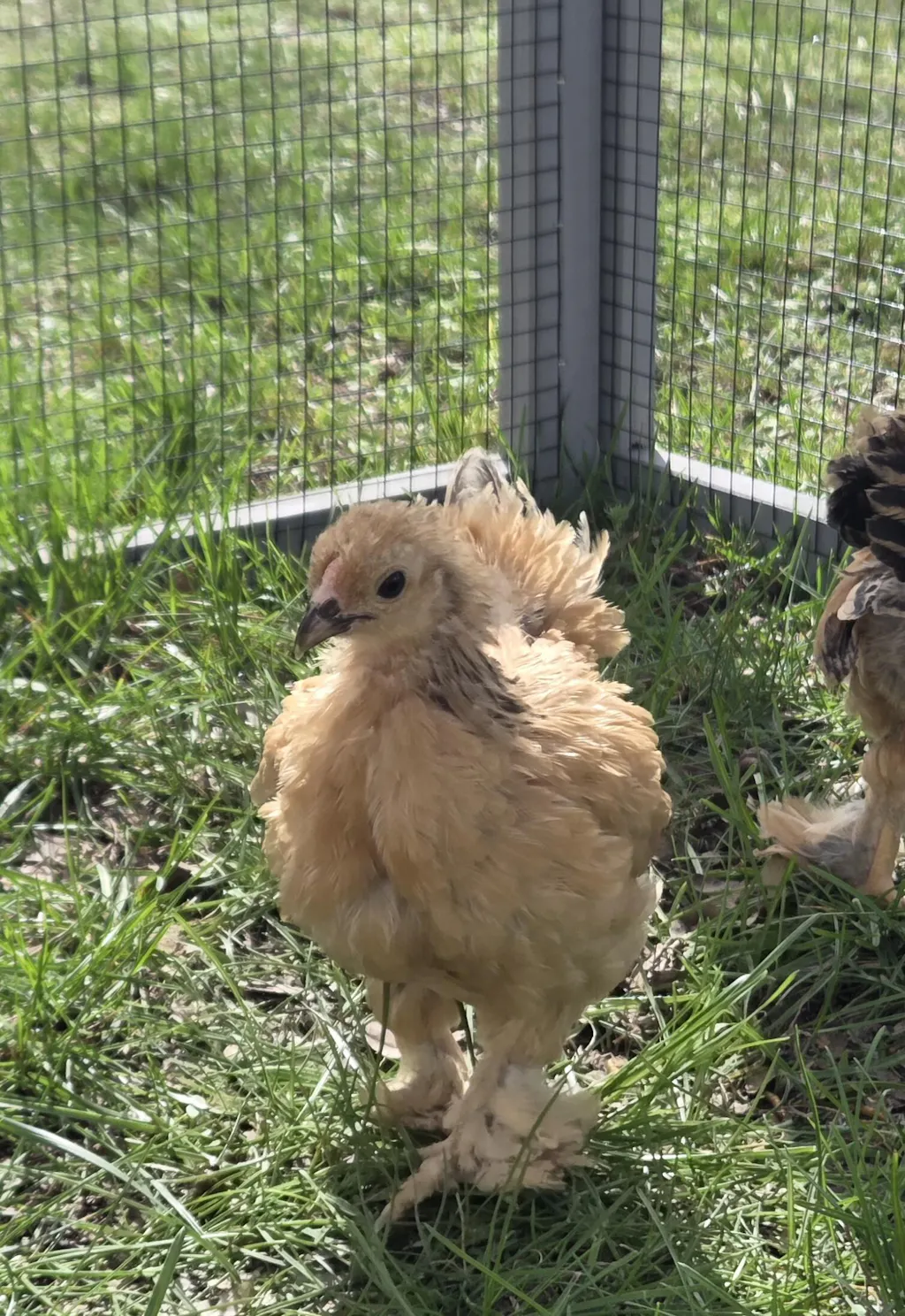 Herb Supplement For Backyard Chickens