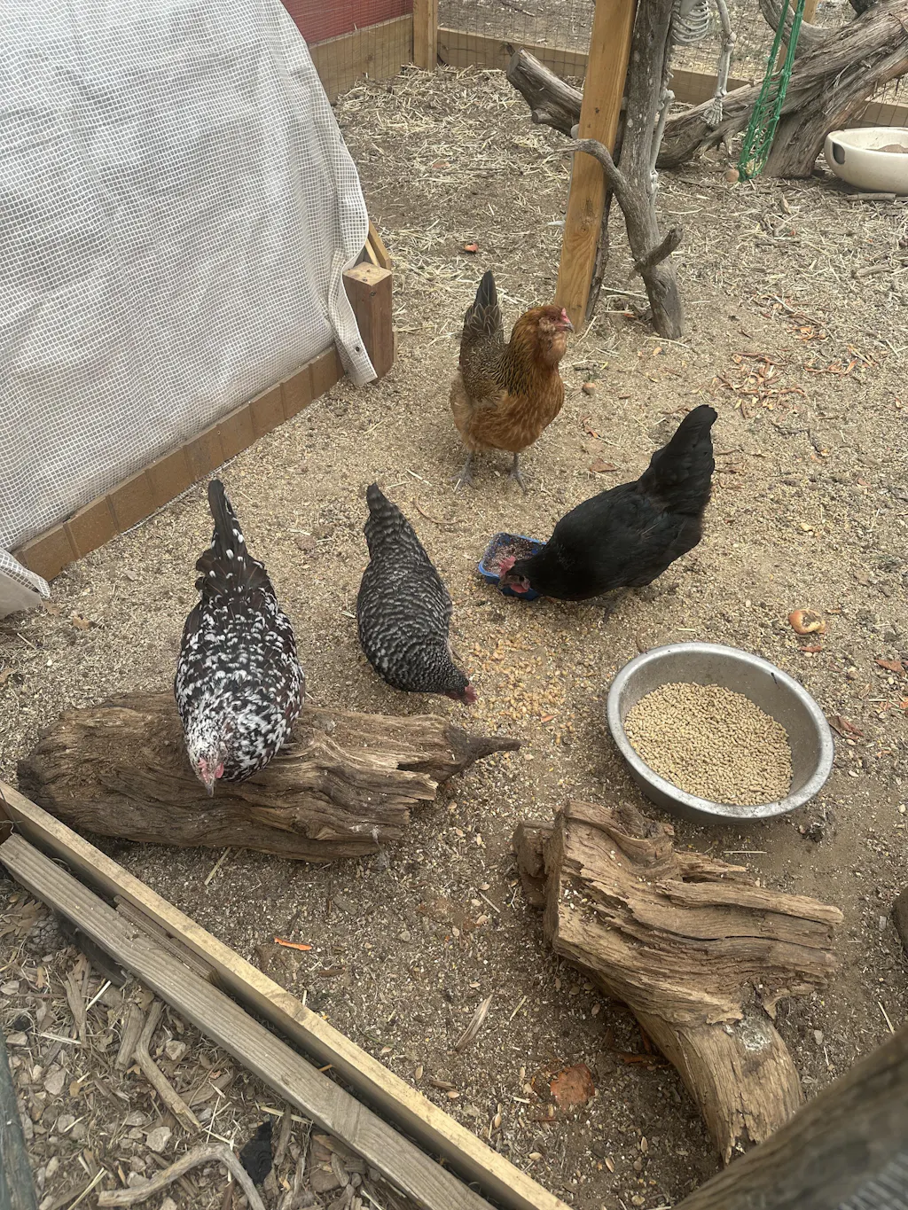 Herb Supplement For Backyard Chickens