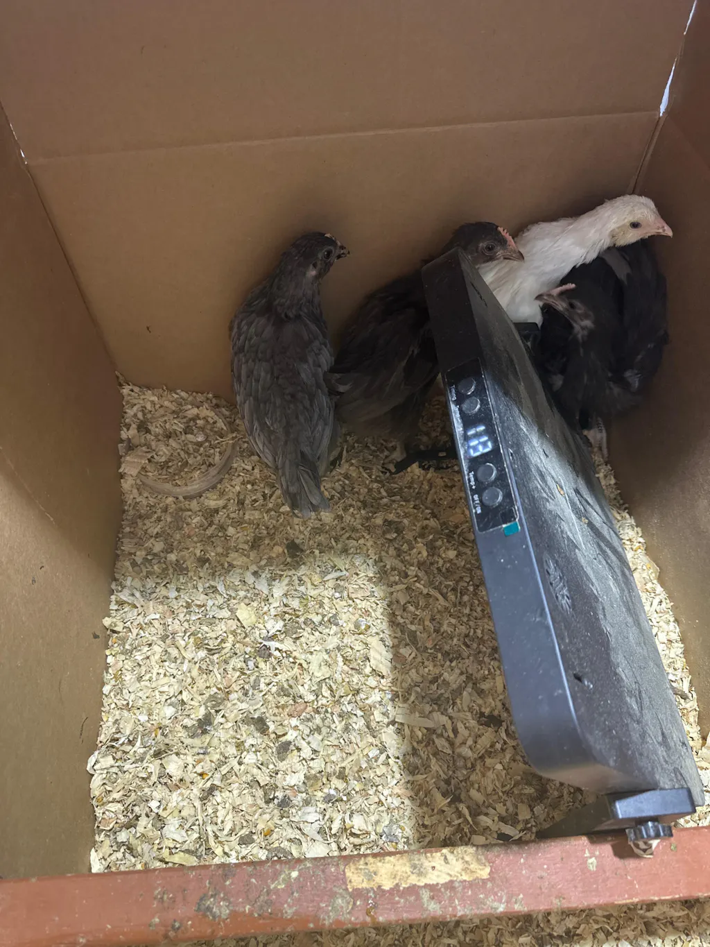 ChickStrong - Herbal Support for a Strong Start