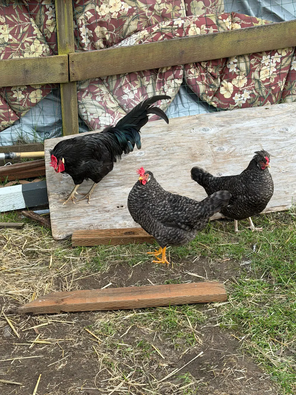 Herb Supplement For Backyard Chickens