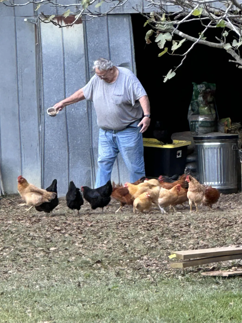 Herb Supplement For Backyard Chickens