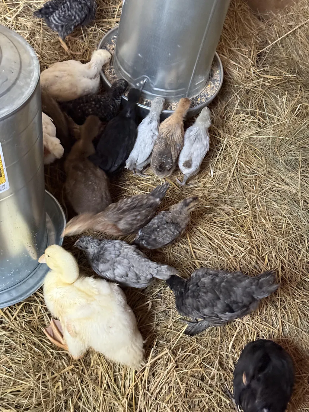 Herb Supplement For Backyard Chickens