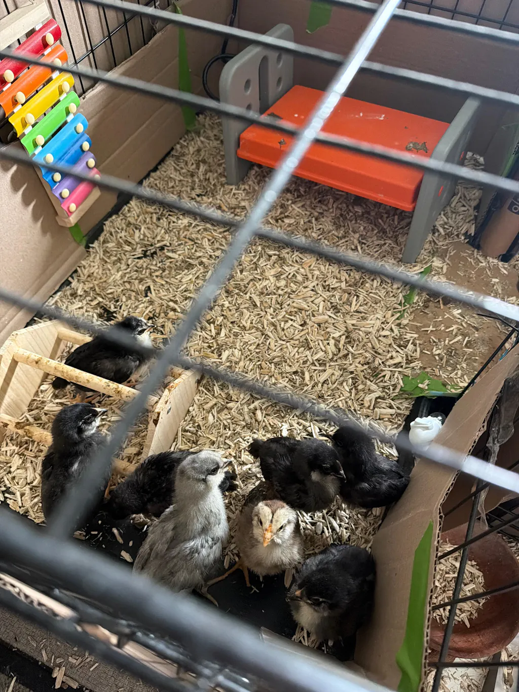 Herb Supplement For Backyard Chickens