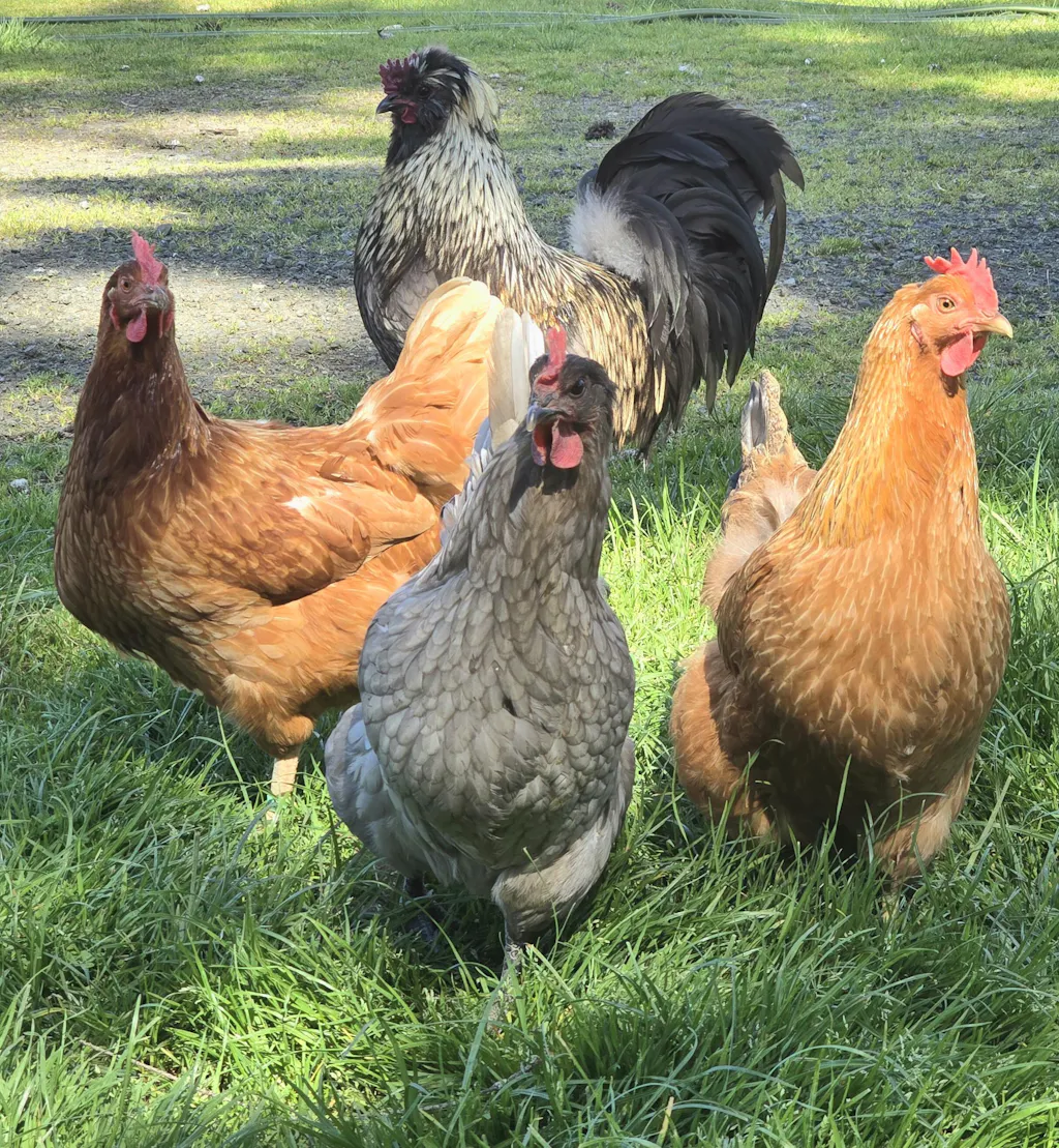Herb Supplement For Backyard Chickens