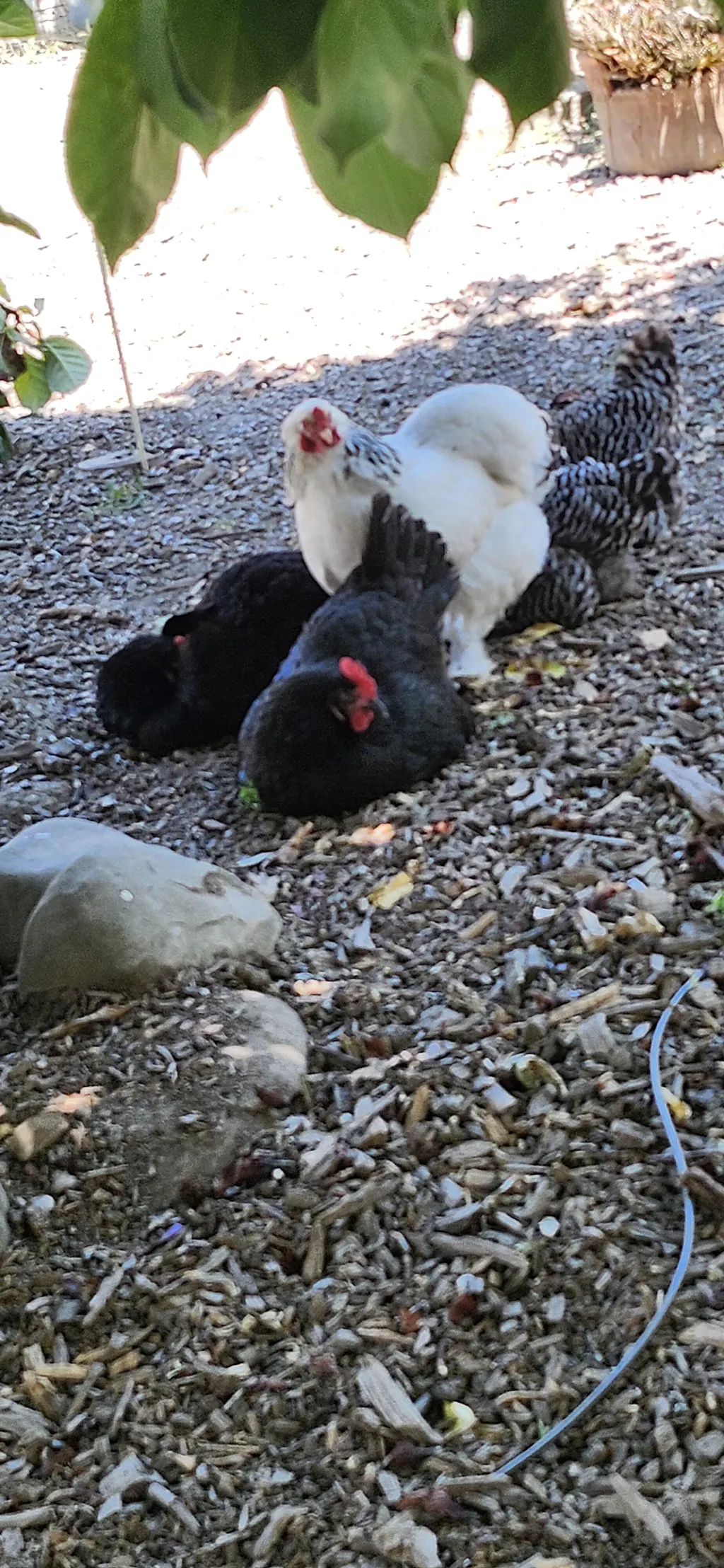 Herb Supplement For Backyard Chickens