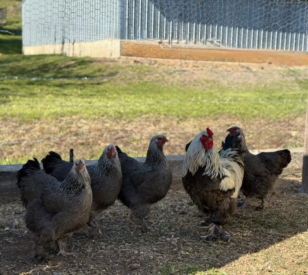 Herb Supplement For Backyard Chickens