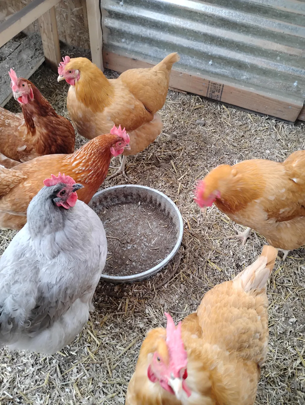 Herb Supplement For Backyard Chickens