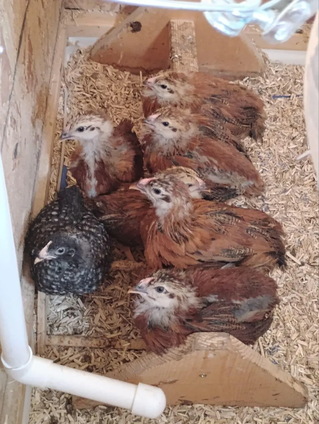 ChickStrong - Herbal Support for a Strong Start