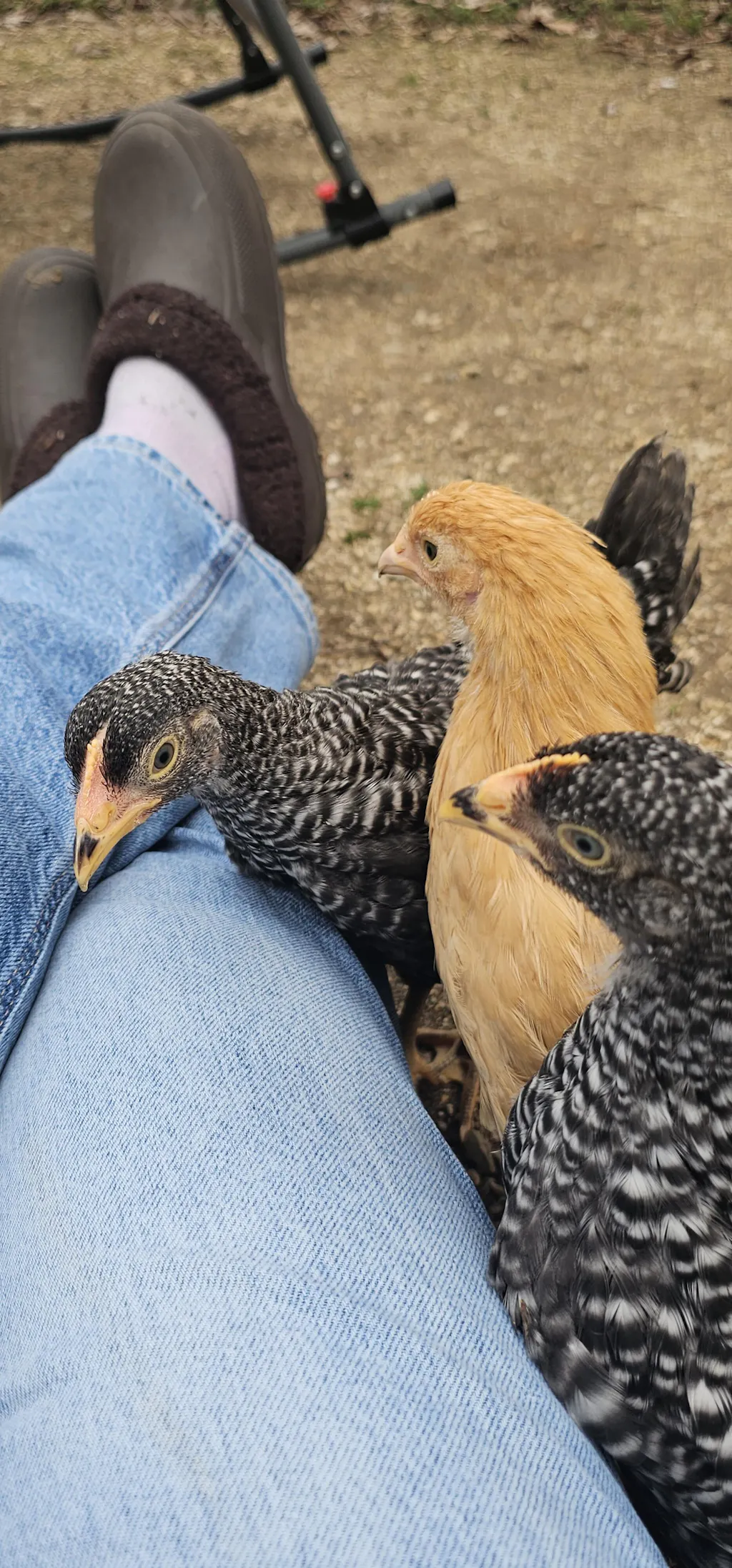 Herb Supplement For Backyard Chickens
