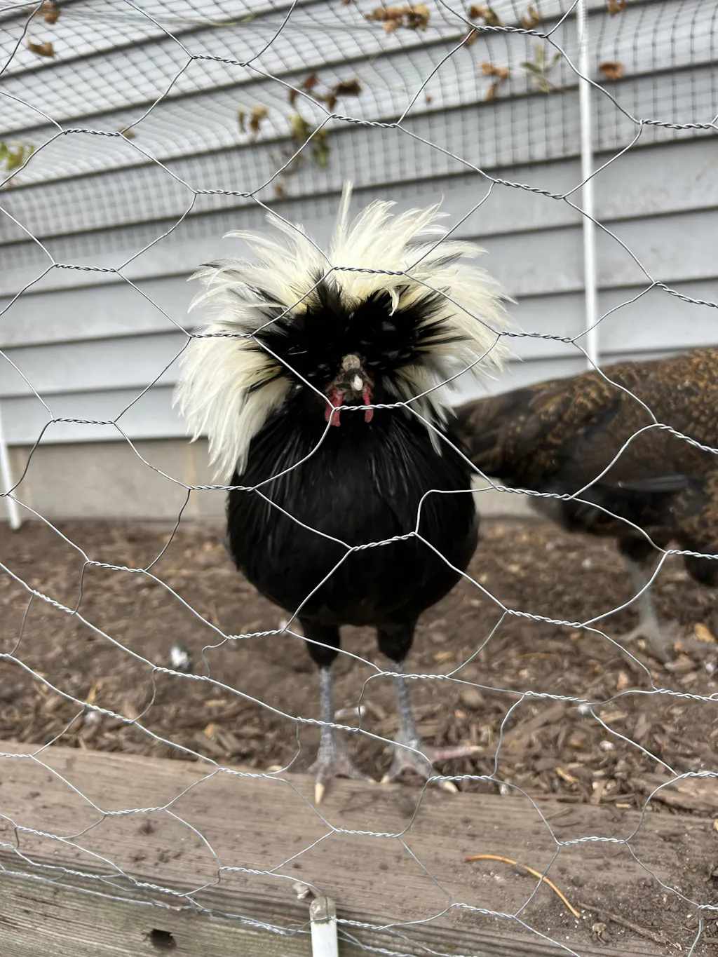 Herb Supplement For Backyard Chickens
