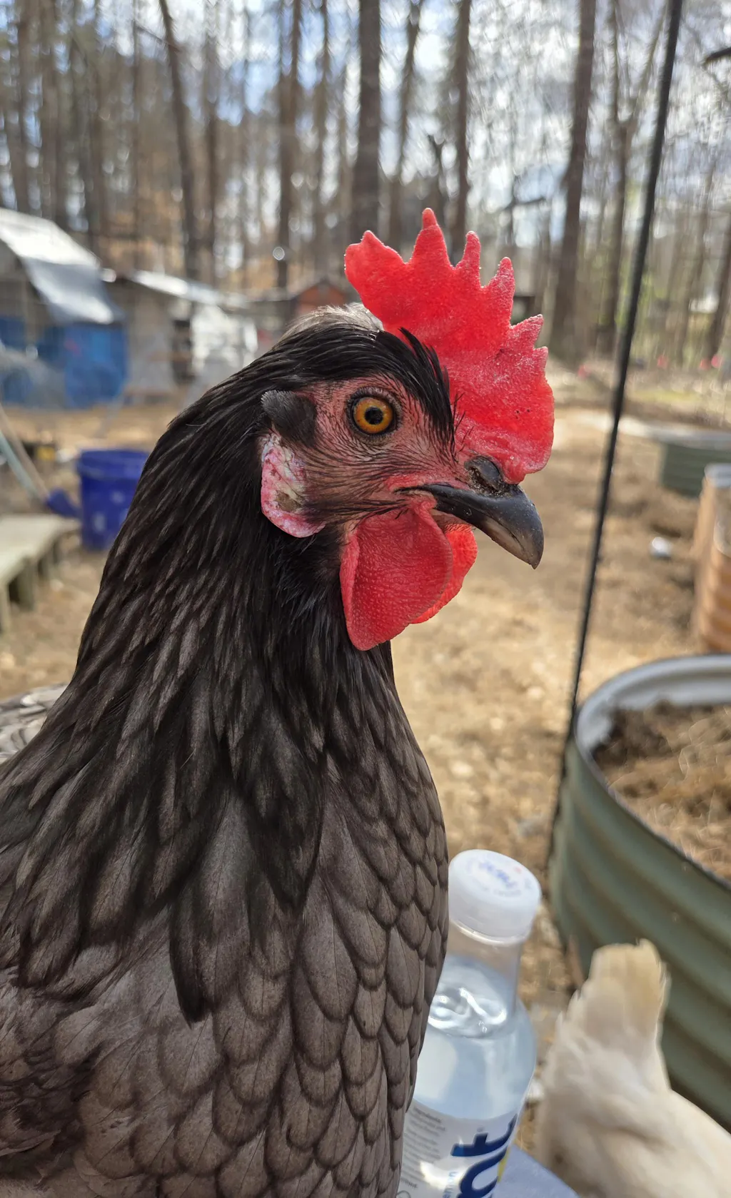 Herb Supplement For Backyard Chickens
