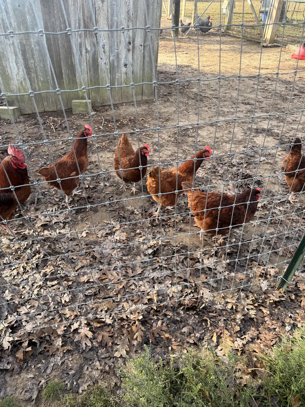 Herb Supplement For Backyard Chickens