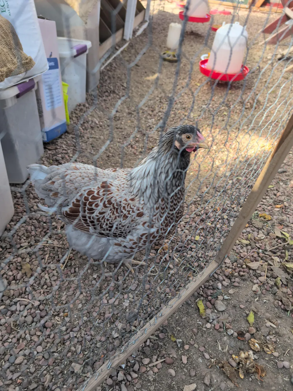 Herb Supplement For Backyard Chickens