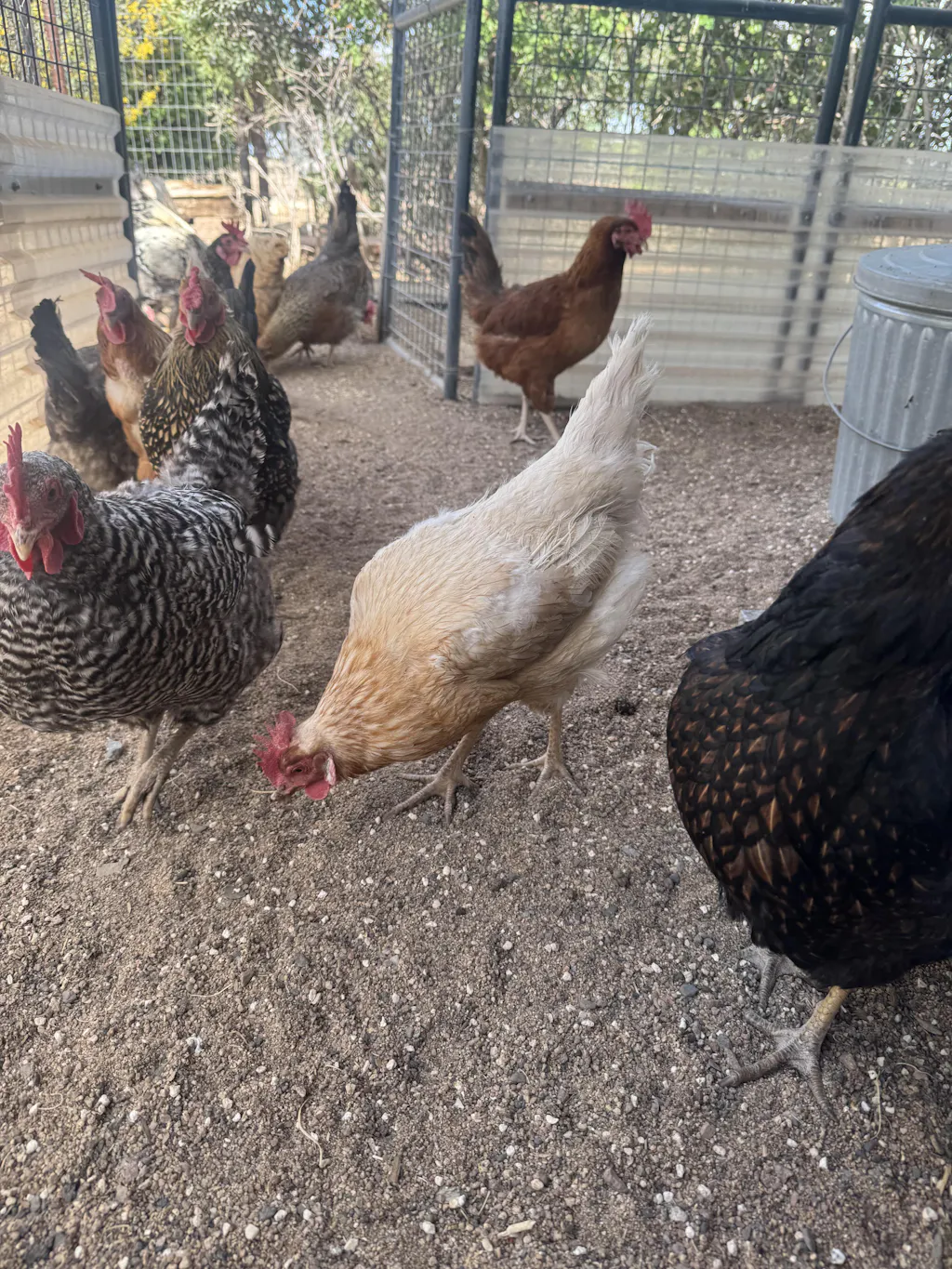 Herb Supplement For Backyard Chickens