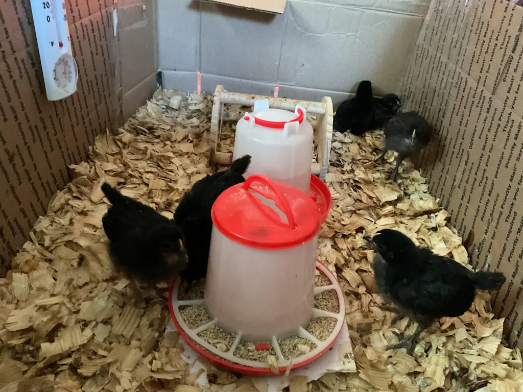 Herb Supplement For Backyard Chickens