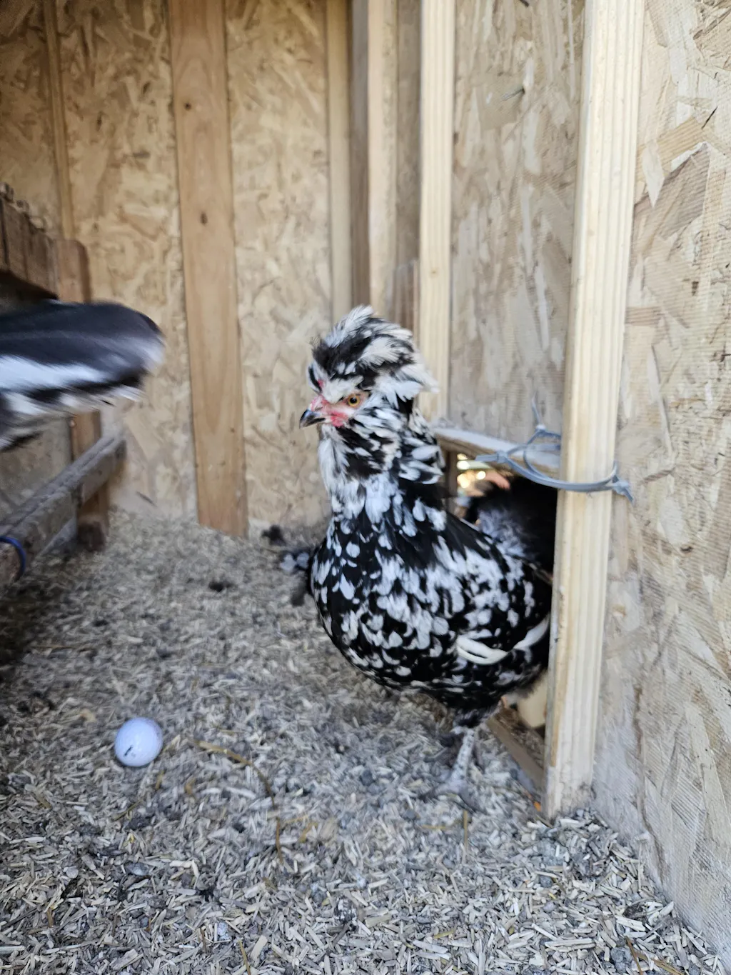 Herb Supplement For Backyard Chickens