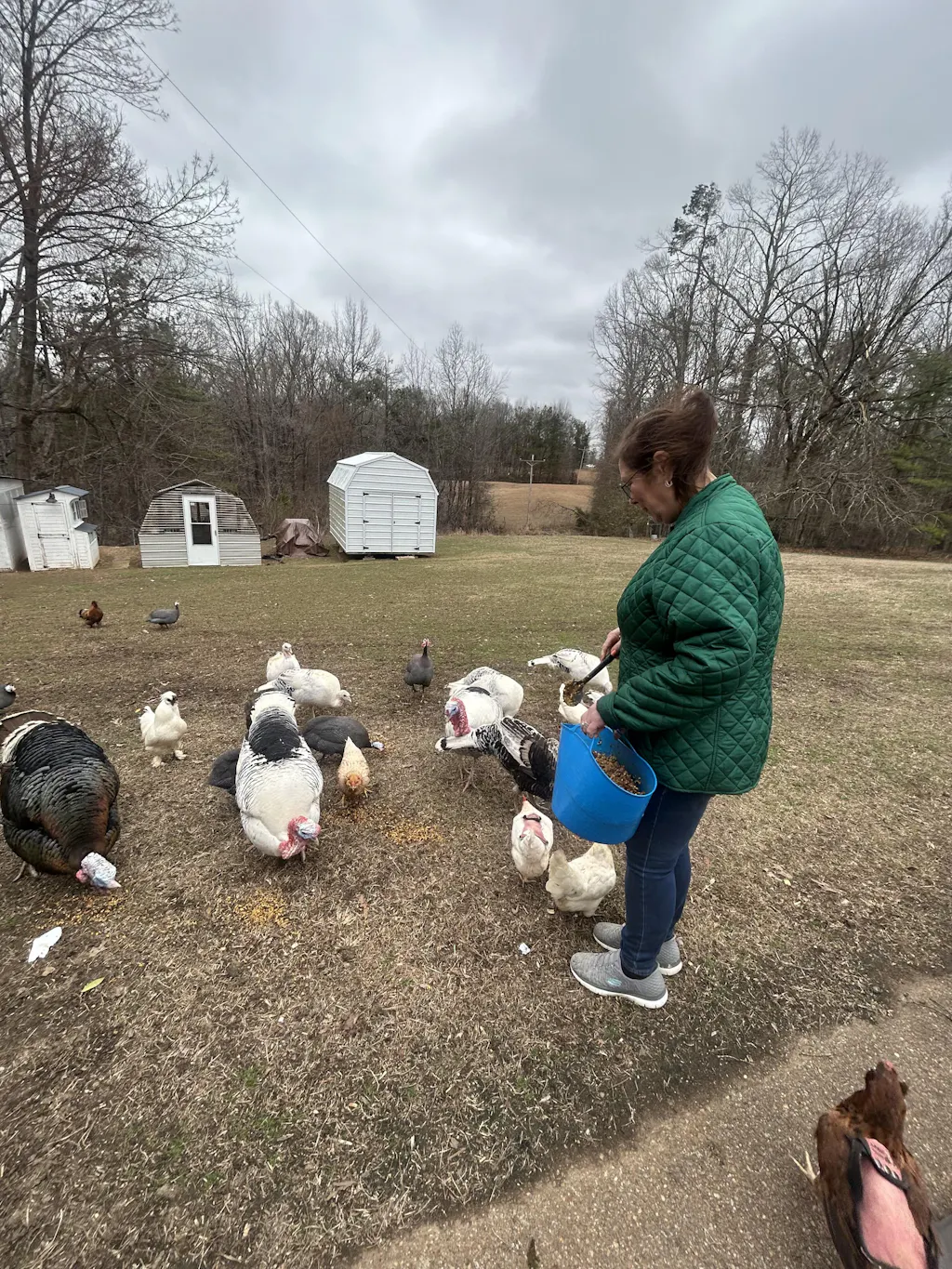 Herb Supplement For Backyard Chickens