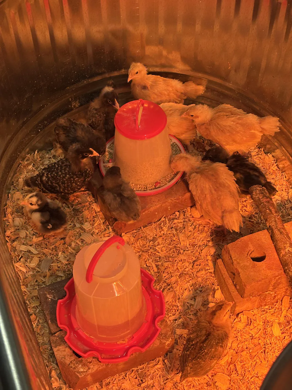 Herb Supplement For Backyard Chickens