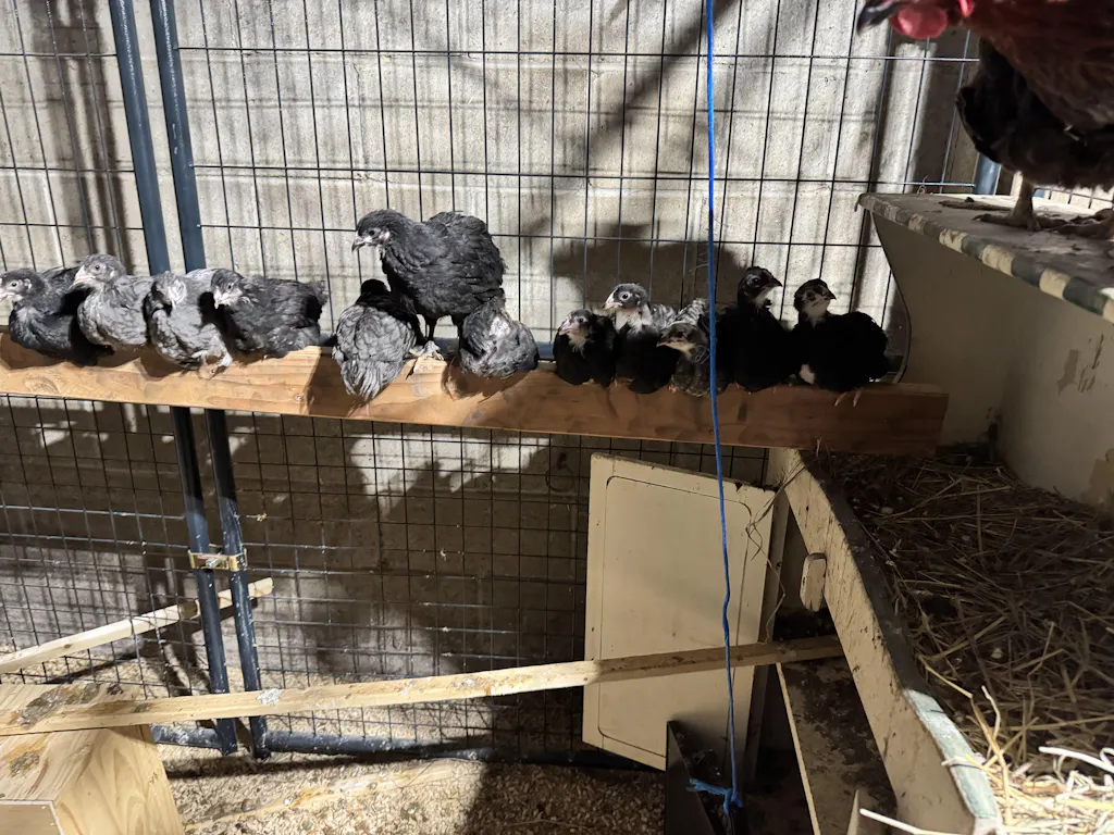 Herb Supplement For Backyard Chickens