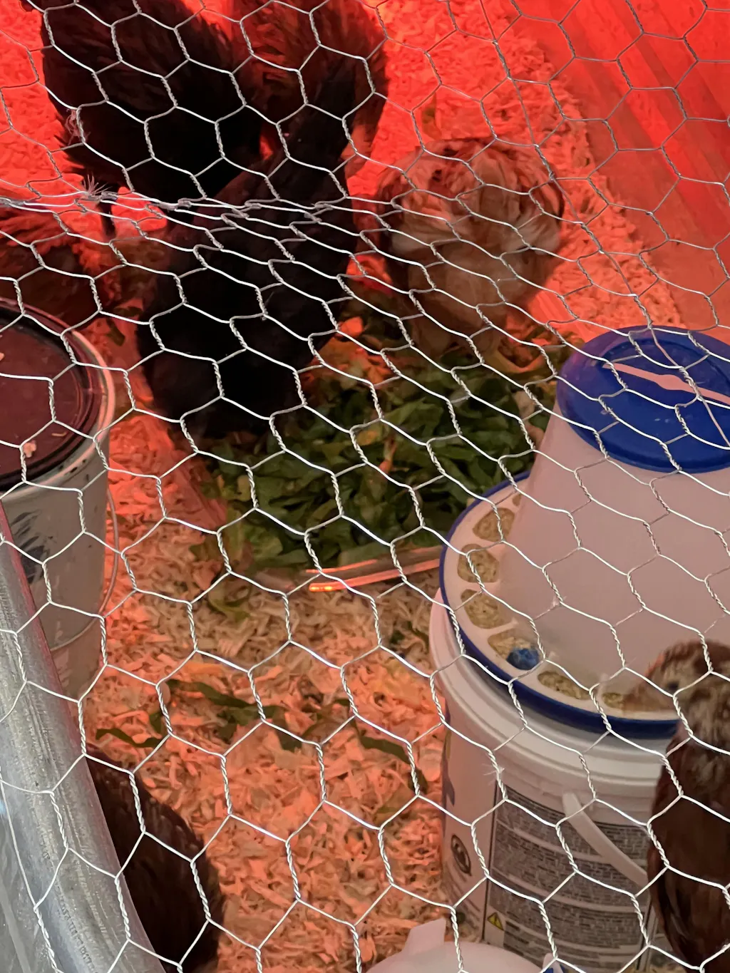 Herb Supplement For Backyard Chickens