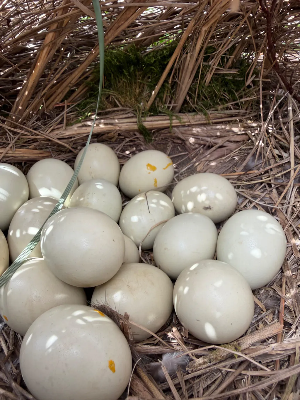 Herb Supplement For Backyard Chickens