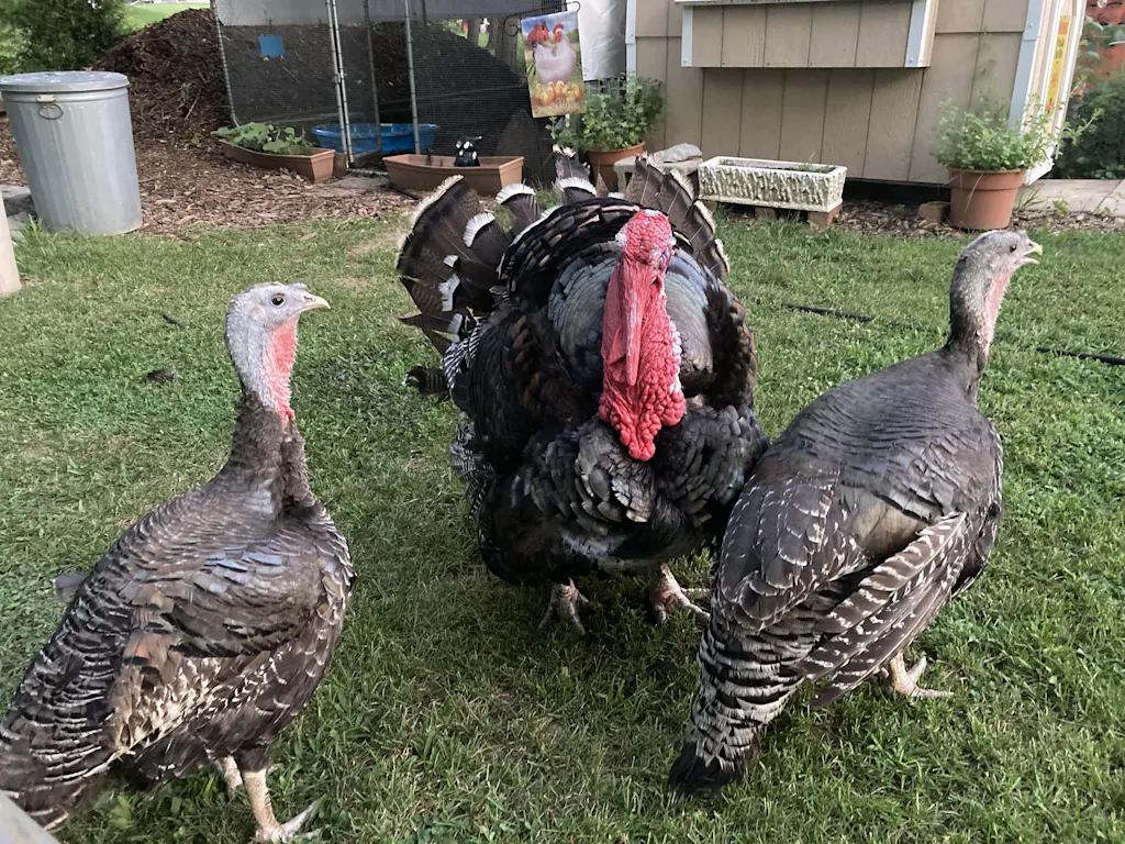 Herb Supplement For Backyard Chickens